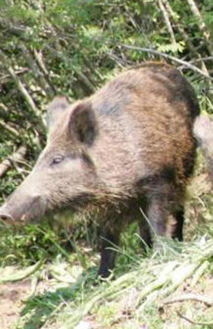 Sei cacciatori in ospedale per la trichinella