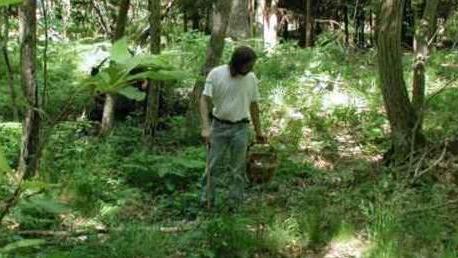 Chiusure e restrizioni per la raccolta dei funghi