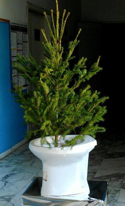 “Vaso e albero” di Francesco Siani