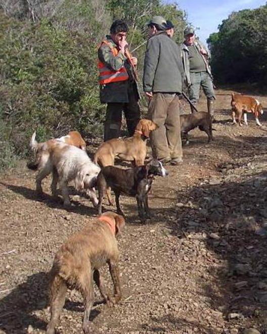 Aree cinghiale, cambia la gestione 
