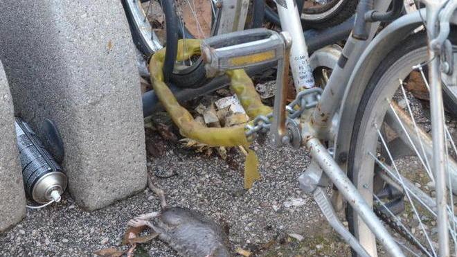 Topi morti tra le biciclette nel piazzale della stazione Fs