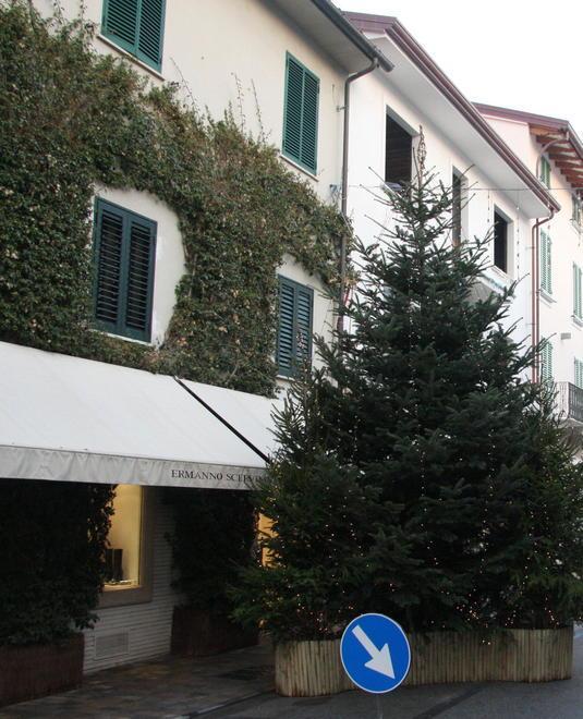 I negozianti acquistano 60 abeti portafortuna 