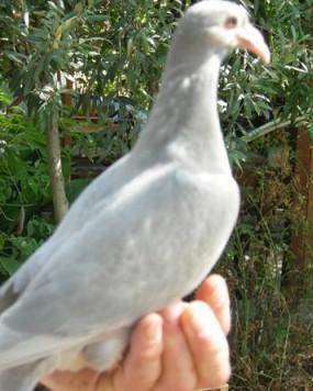 Arrestato il ladro di colombi 