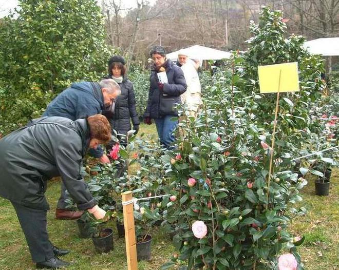 Alla mostra delle camelie torna la mostra scientifica 
