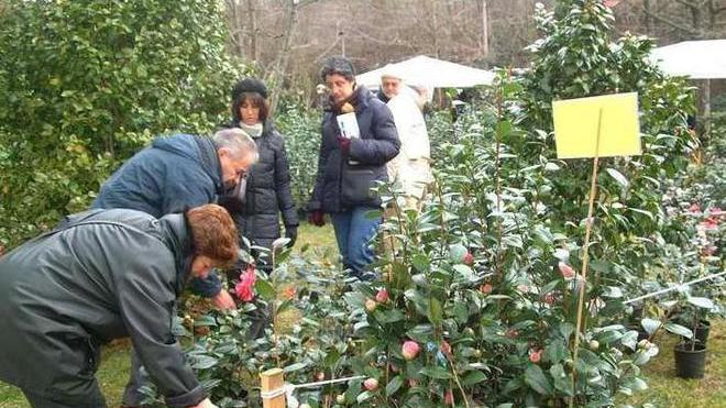 Alla mostra delle camelie torna la mostra scientifica