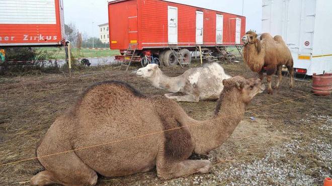 Circo di Vienna, decisione rinviata ad oggi