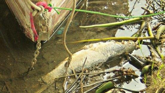Ancora una morìa di pesci nel canale di Mar’e Foghe 