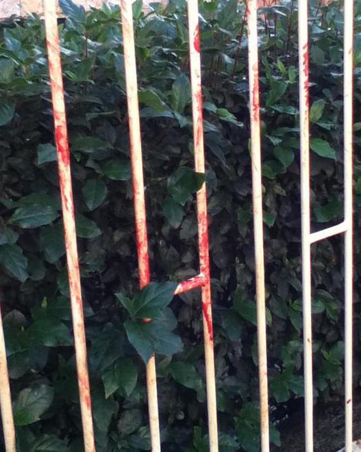 Barboncino aggredito, i due pitbull affidati al canile