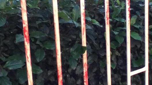 Barboncino aggredito, i due pitbull affidati al canile