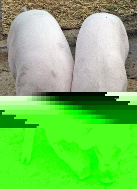 Concerti di musica classica oggi e domani