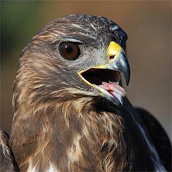 Quattro rapaci feriti ritornano a volare nel parco di Padrongianus 