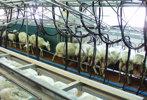 Latte ovino contaminato dalle aflatossine 