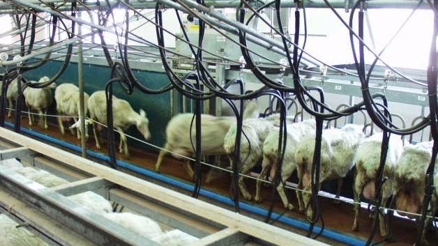 Latte ovino contaminato dalle aflatossine 