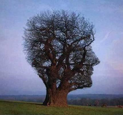 Armonia naturale e decrescita: il pensiero di Lombardi Vallauri 