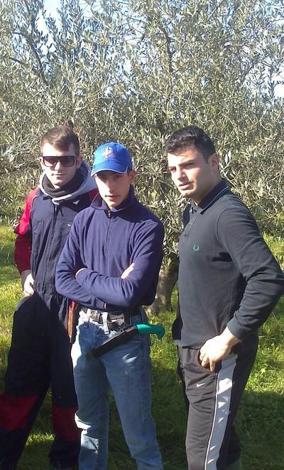 A scuola i segreti dell’olivicoltura 