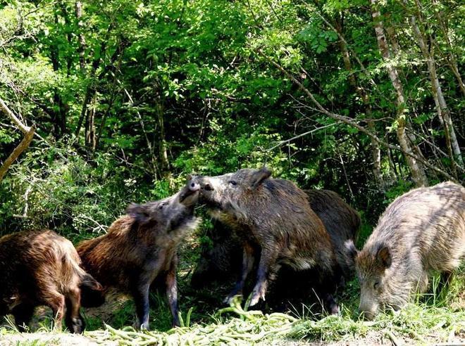 L’invasione dei cinghiali Adesso sono 350mila 