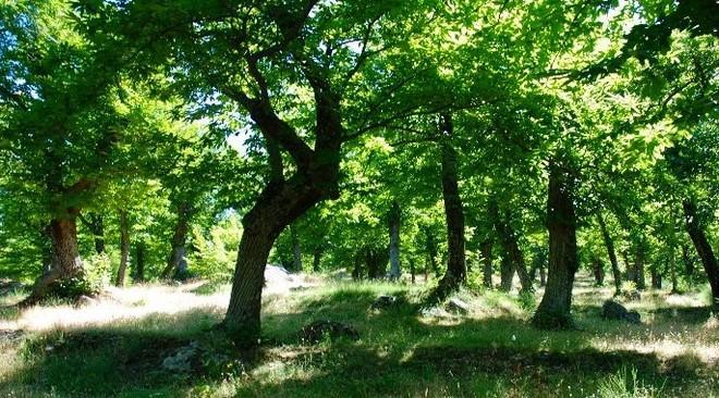 Guerra al cinipide killer che divora metà raccolto 