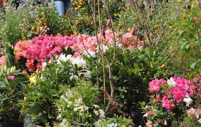 Fiori tra scienza, arte e mercato Conferenza del Gruppo Botanico