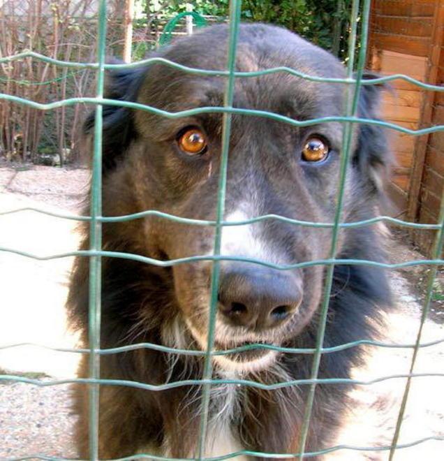 sos animali