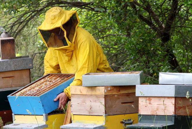 Il miele di edera si aggiunge ai prodotti del Parco