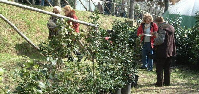 Le camelie tra mostre e tour nelle ville 
