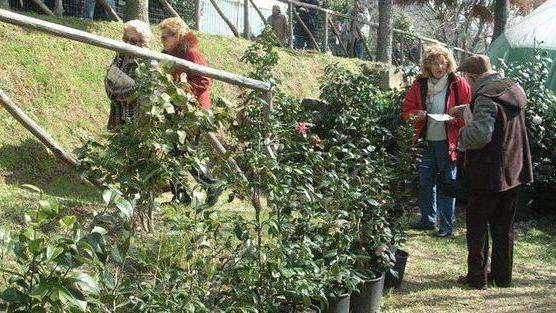 Le camelie tra mostre e tour nelle ville