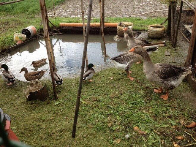 Ora rubano anche gli animali da cortile 