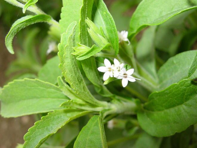 Alimentare: dalla stevia un superdolcificante a zero calorie 
