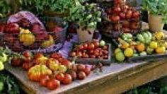 Dal pesce alla frutta, con la spesa in rete risparmi fino al 20%