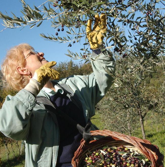 Forestale senza personale Bando per raccogliere olive