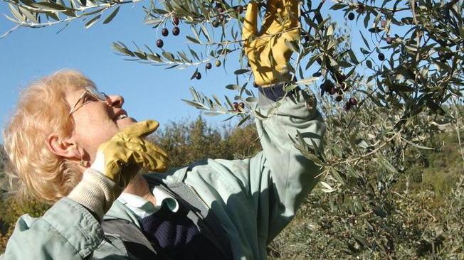 Forestale senza personale Bando per raccogliere olive