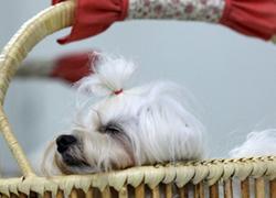 Furto in un’abitazione: i ladri portano via un cane maltese 