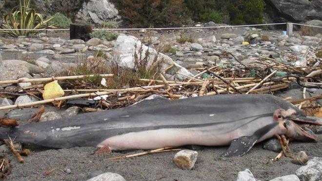 Moria dei delfini, un altro esemplare spiaggiato all’Elba