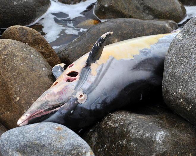 La strage non si ferma, recuperate altre due carcasse di delfini 