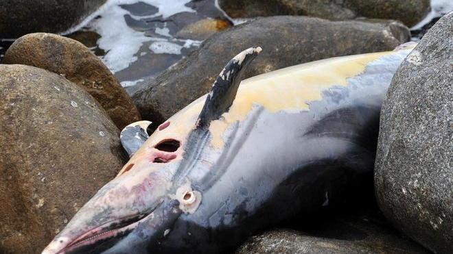 La strage non si ferma, recuperate altre due carcasse di delfini