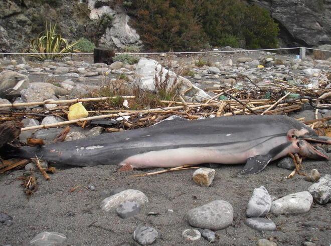 Moria di delfini, trovata un’altra carcassa 