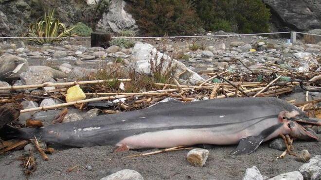 Moria di delfini, trovata un’altra carcassa