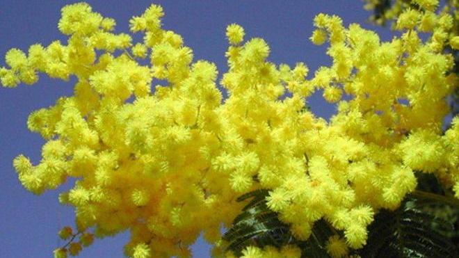 Menu rosa, spettacoli e mimose per tutte