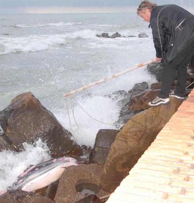 Delfino morto recuperato a Marina 
