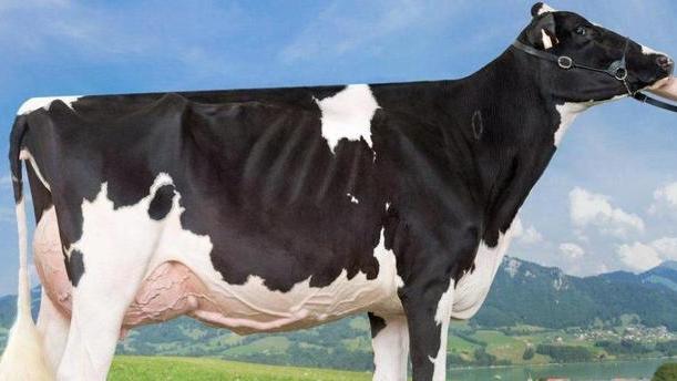 Pamy è la più bella d’Europa Continua il miracolo Tocchi