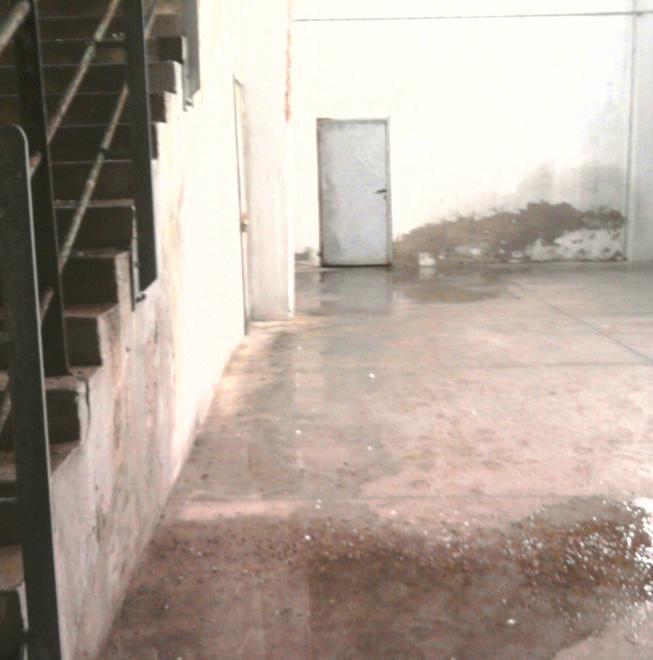 Sporcizia, rifiuti e carcasse di piccioni sotto lo stadio Picchi 