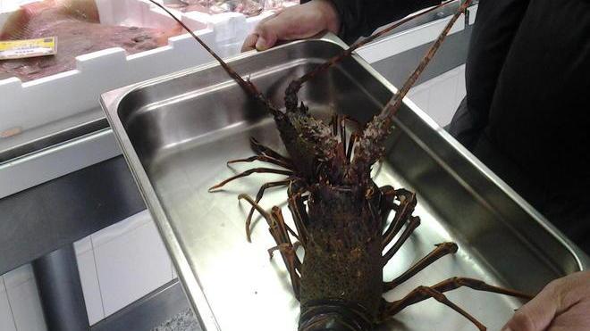 Aragoste sequestrate e multa alla pescheria