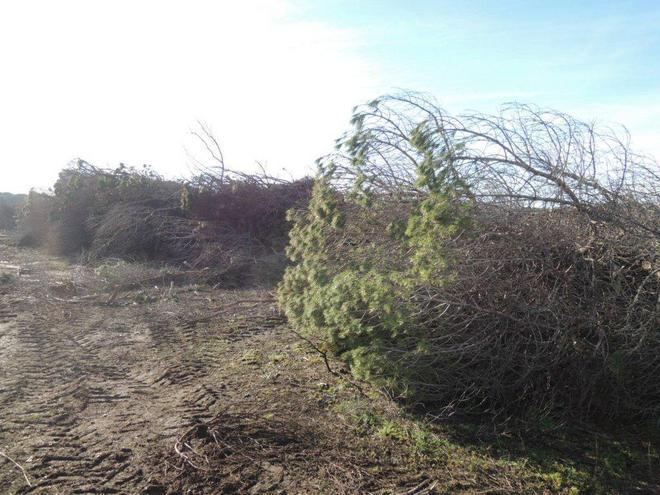 Pezzo di osso umano trovato nel bosco 