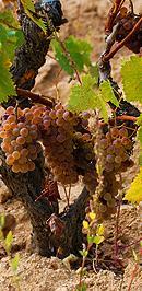 Il Granazza? Un vitigno autoctono 