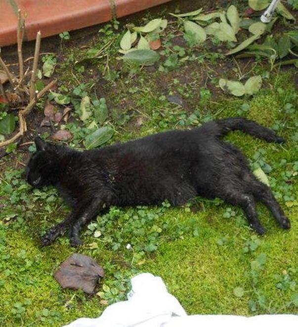 Gatti uccisi, un quartiere in allarme