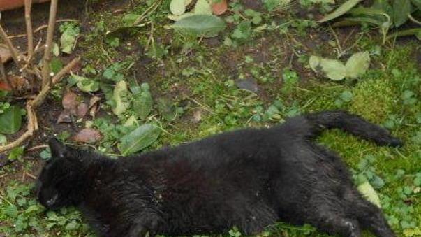 Gatti uccisi, un quartiere in allarme