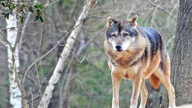 Un lupo nel centro di Gavinana