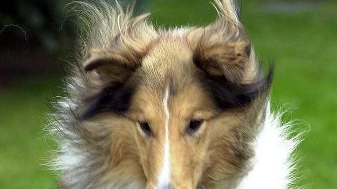 Collies al Cigno Nero