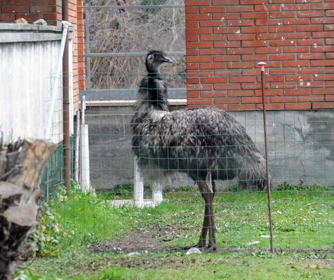Asini e uno struzzo nella ex scuola della Renella 