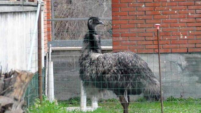 Asini e uno struzzo nella ex scuola della Renella